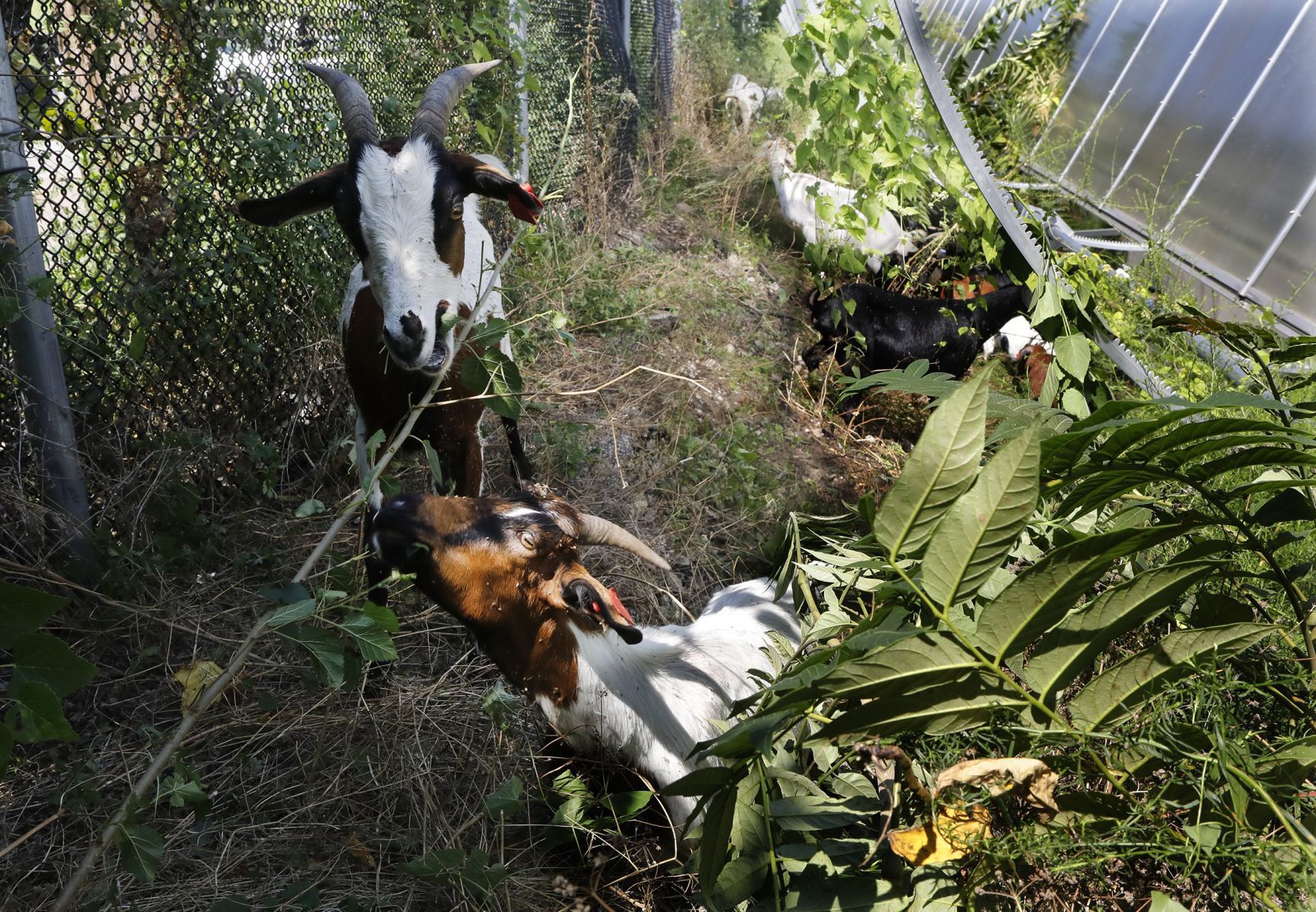 Goats make quick work of urban clearing